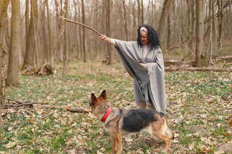 Effective Training Tips for German Shepherds