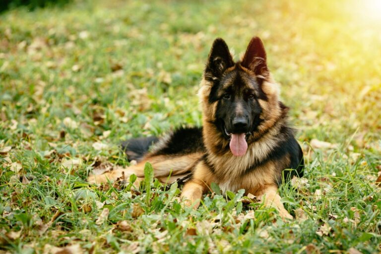 Understanding the German Shepherd: Lifespan, Weight, and More